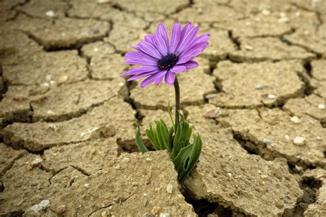  Fragile Flowers: Whispers of Resilience Amidst Hanoi's Bustle